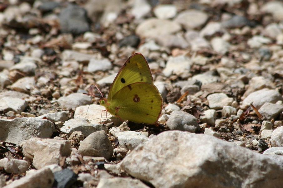 Colias alfacariensis?